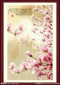 玉兰花