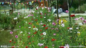 五颜六色的花朵