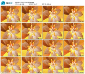 菊花婚礼舞台演出背景LED视频