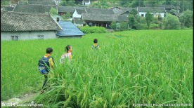 农村小学生上学走在田野小路上