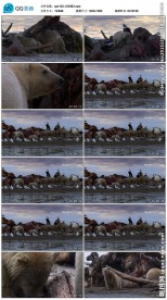 北极熊视频素材