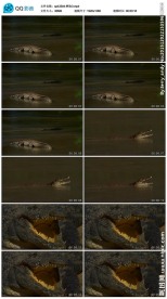 鳄鱼实拍视频素材