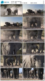 大象野生动物视频素材