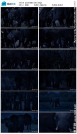 晚行走的大象视频素材