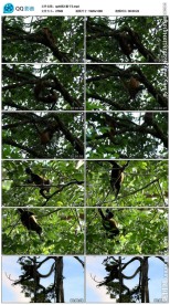 猴子实拍视频素材