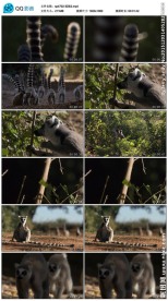 狐猴实拍视频素材