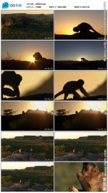 卷尾猴视频素材