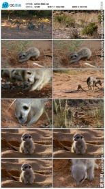 野生动物猫鼬视频素材
