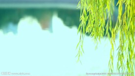 垂柳-水面-绿色