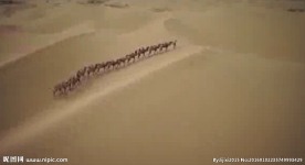 新疆沙漠航拍骆驼队伍高清