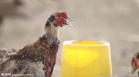 高清视频素材饲养鸡鸭动态