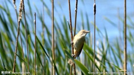 芦苇丛麻雀实拍视频素材