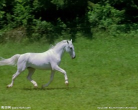 白色骏马
