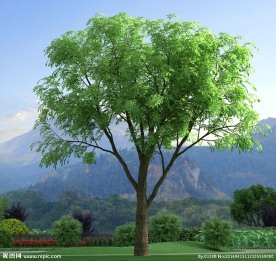 黄连木代理模型