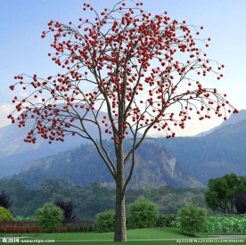 柿子树模型代理