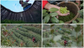 茶山采茶