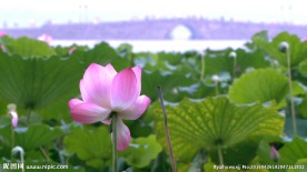 西湖中的荷花实拍高清视频素材