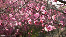 梅花开放高清实拍视频素材