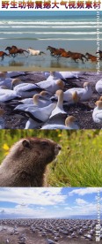 野生动物大气视频素材