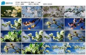 梨花开放花瓣飞舞歌曲舞蹈LED