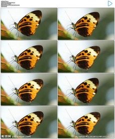 蝴蝶停靠在大树上