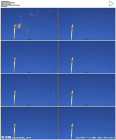 蓝天下蒲公英飞散