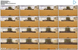 收割小麦农作物