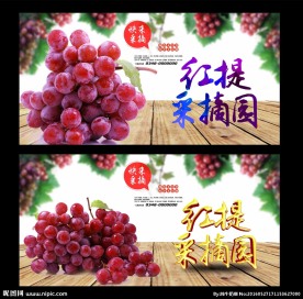 红提采摘园 红提熟了