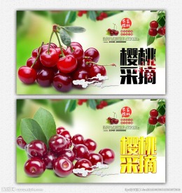 樱桃 采摘园
