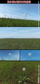 独自长在草地上的蒲公英视频素材