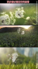 被风吹散的蒲公英视频素材