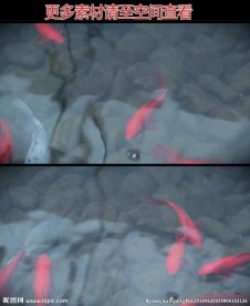 鲤鱼池高清实拍视频素材