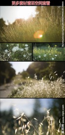 阳光下唯美草丛实拍视频素材