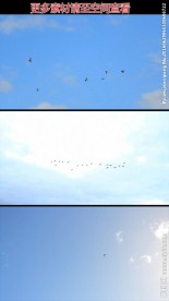 小鸟鸟群天空飞翔实拍视频素材