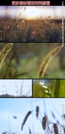 唯美草丛麦穗狗尾巴草实拍视频