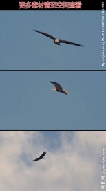 雄鹰展翅高飞天空翱翔实拍视频素