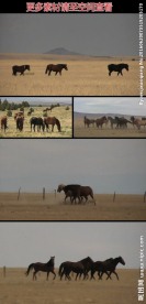 草原上的马群实拍视频素材