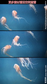 海中唯美水母游动镜头高清实拍