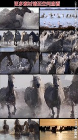 壮观万马过河高清实拍视频素材