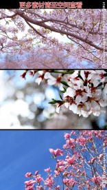 枝头桃花樱花红花高清实拍视频