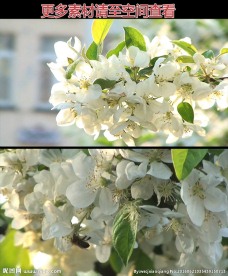 树梢梨花高清实拍视频素材