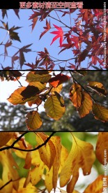 秋天枯叶枫叶高清实拍视频素材