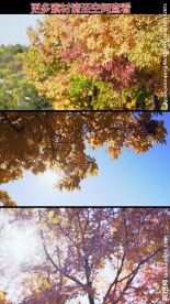 秋天红叶高清实拍视频素材