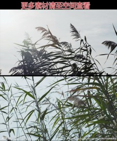 芦苇花絮芦苇荡高清实拍视频素材