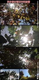 阳光穿过树叶高清实拍视频素材