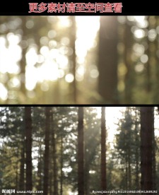 树林光影高清实拍视频素材