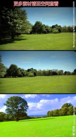 森林公园绿草地高清实拍视频素材