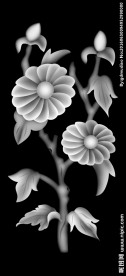 菊花 灰度图