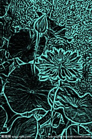 荷花线稿  素描荷花