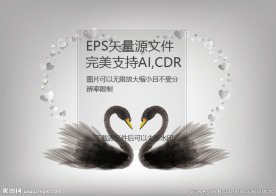 原创黑天鹅矢量插画